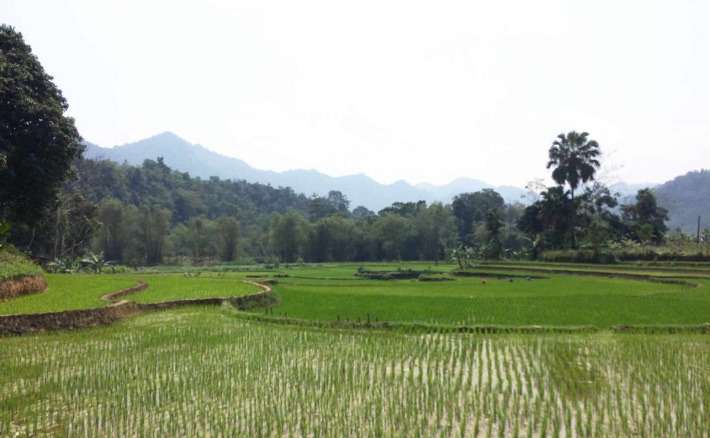 ha giang rice fields