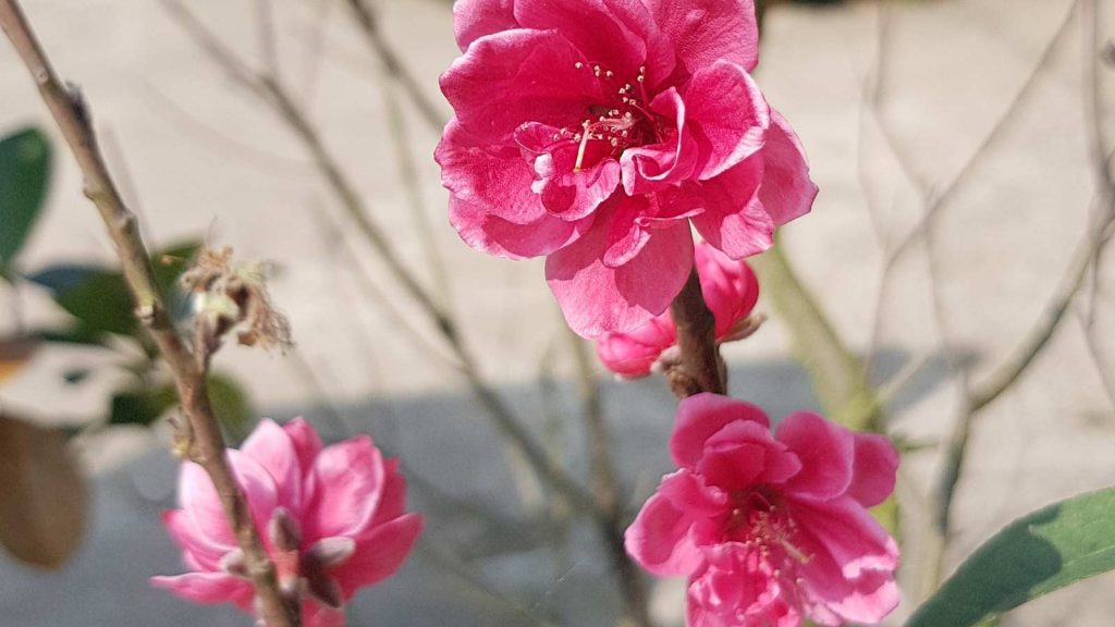 Peach blossoms: The shade of Lunar New Year in northern Vietnam