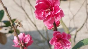 blossoming in northern vietnam