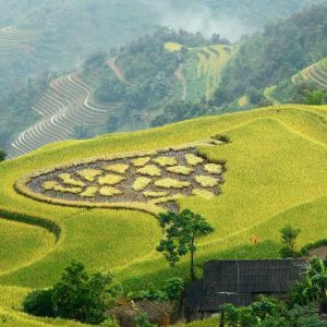 hoang su phi rice fields