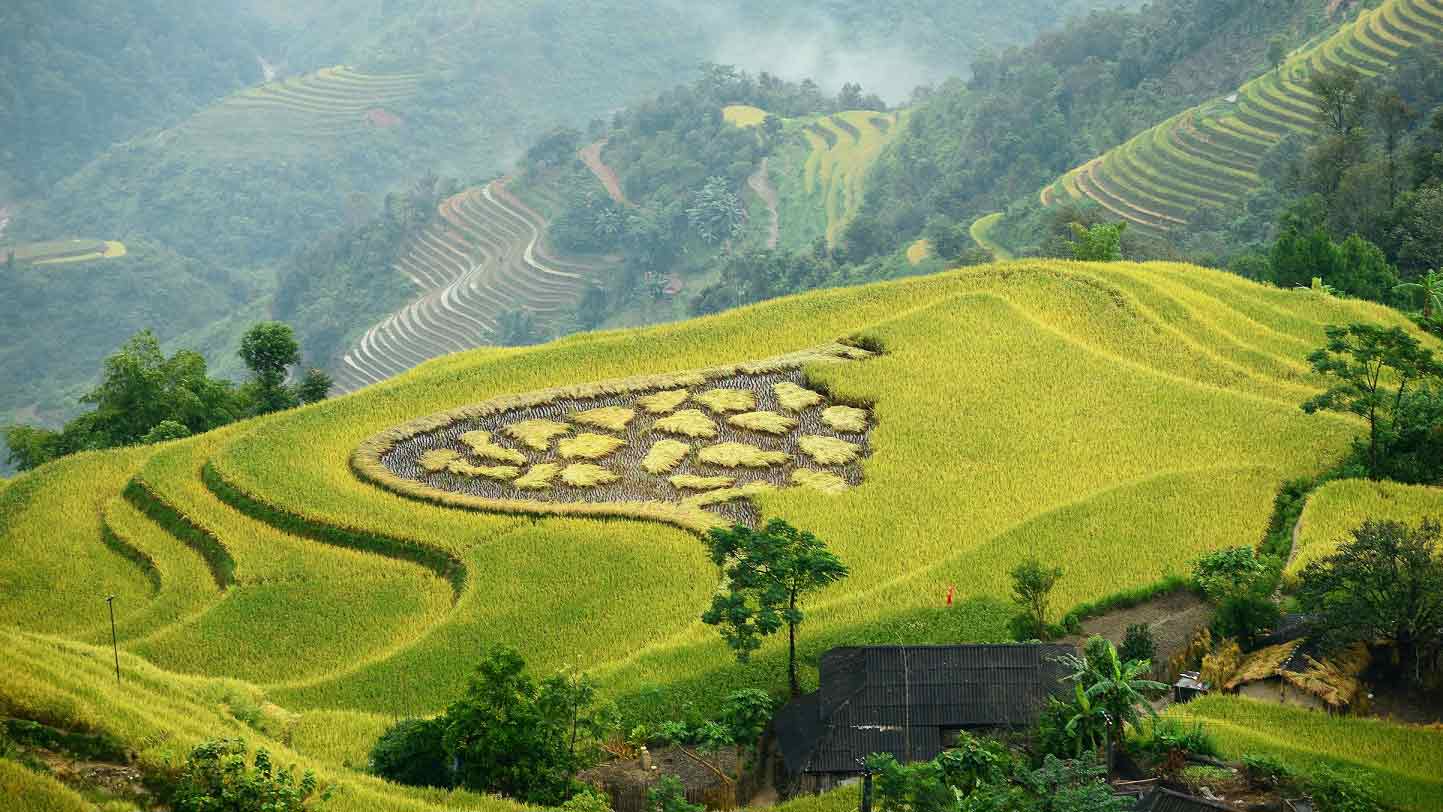 hoang su phi rice fields